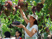 مهرجان العنب البري في ولاية ميشجن الأمريكية آخر للموسيقى في المجر