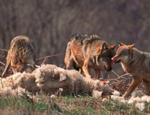 ألمانيا محتارة نظرا لتكرار هجمات الذئاب على قطعان الماشية ألمانيا محتارة نظرا لتكرار هجمات الذئاب على قطعان الماشية