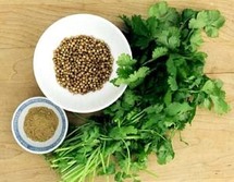 زيت الكزبرة يقضي على البكتريا المستعصية على المضادات الحيوية زيت الكزبرة يقضي على البكتريا المستعصية على المضادات الحيوية