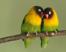 دراسة علمية أميركية تكشف عن خيانة الطيور المغردة لأزواجها  