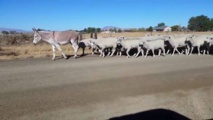 الحمير تثبت جدارتها في حراسة قطعان الماشية ضد الكلاب البرية الحمير تثبت جدارتها في حراسة قطعان الماشية ضد الكلاب البرية