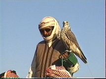 أبوظبي تنظم مهرجانا عالميا للصيد بالصقور بحضور 60 دولة