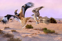 أبوظبي تنظم أضخم تجمع لـ "الصقارين" بالعالم الشهر المقبل