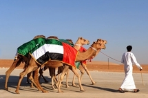    أضخم مهرجان للإبل بأبوظبي بمشاركة 20 ألف ناقة خليجية 