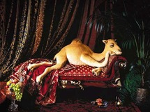   صاحب ناقة في مسابقة "مزاينة الابل "يرفض بيعها بتسعة ملايين درهم  