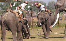 افتتاح مهرجان الفيلة السنوي في نيبال