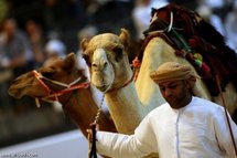 الإمارات تملك أغلى ابل بالعالم .. وأسعارها تفوق الطائرات والسفن
