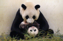 الباندا مينج مينج تضع تؤاما في حديقة حيوانات في برلين