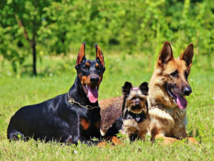 الكلاب العمياء تحتاج لأسنان صحية لتحسين حاسة الشم الكلاب العمياء تحتاج لأسنان صحية لتحسين حاسة الشم