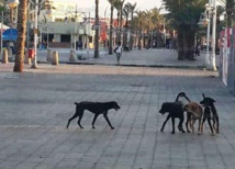 كولمينار بييخو.. هوليوود الإسبانية المنسية!