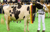 نفوق أجمل بقرة في ألمانيا "الليدي جاجا" عن 13 عاما نفوق أجمل بقرة في ألمانيا "الليدي جاجا" عن 13 عاما