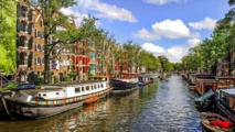 توزيع 200 ألف زهرة توليب في أمستردام الهولندية