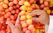 بجوائز تفوق المليون دولار أبو ظبي تستعد لإطلاق أكبر مهرجان للبلح بالعالم