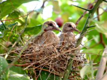 "دفء العش" ...كتاب ألماني حول أسرار عالم الطيور "دفء العش" ...كتاب ألماني حول أسرار عالم الطيور