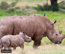 دراسة: الطيور تساعد في حماية وحيد القرن الأفريقي من الصيادين