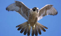 الإمارات تنظم مسابقة كبرى لأكبر صقر وأجمل كلب صيد