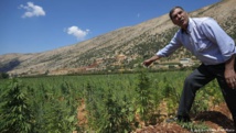 برلمان لبنان يقر رسميا مشروع زراعة " القنب -الحشيش" برلمان لبنان يقر رسميا مشروع زراعة " القنب -الحشيش"