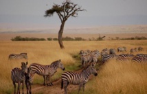 فنادق ومتنزهات في أفريقيا تقدم رحلات سفاري عبر الإنترنت فنادق ومتنزهات في أفريقيا تقدم رحلات سفاري عبر الإنترنت
