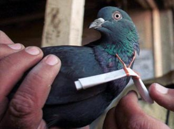 اعتقال حمامة بـ"تهمة التجسس" يثير ضجة بين الهند وباكستان اعتقال حمامة بـ"تهمة التجسس" يثير ضجة بين الهند وباكستان