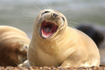 جولة مع صائدي الفقمات في شمال ألمانيا جولة مع صائدي الفقمات في شمال ألمانيا