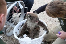 الكلب بير ينقذ أكثر من 100 كوالا من حرائق الغابات الأسترالية  الكلب بير ينقذ أكثر من 100 كوالا من حرائق الغابات الأسترالية