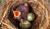 مشاهدون يتابعون بالانترنت ما يحدث داخل أعشاش الطيور مشاهدون يتابعون بالانترنت ما يحدث داخل أعشاش الطيور