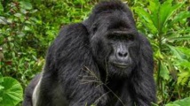  أوغندا.. حكم  بسجن صياد ١١ عاما قتل غوريلا مهددة بالانقراض