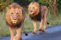 أسدان ينهشان رجلا في جنوب إفريقيا حتى الموت أسدان ينهشان رجلا في جنوب إفريقيا حتى الموت