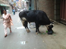 متطوع ينذر حياته لإنقاذ أبقار نيبال الهائمة ورعايتها متطوع ينذر حياته لإنقاذ أبقار نيبال الهائمة ورعايتها