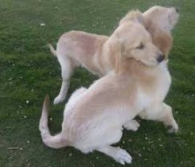 كلاب غولدن ريتريفرب - فيسبوك كلاب غولدن ريتريفرب - فيسبوك