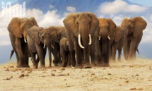 تنظيم نسل الأفيال بجنوب أفريقيا حل للصراع على الموارد مع السكان