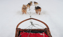 سافاري بزحافات الكلاب لاستكشاف طبيعة عذراء وسط الجليد الفنلندي