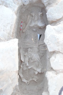 ناقة وصغيرها في المقبرة التاريخية بالعسيلة ناقة وصغيرها في المقبرة التاريخية بالعسيلة