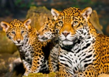 مافيا متخصصة في صيد نمور الجاكوار وبيع لحومها للمطاعم مافيا متخصصة في صيد نمور الجاكوار وبيع لحومها للمطاعم