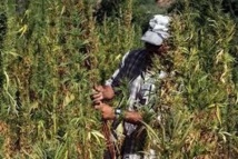 حكومة المغرب تعول على موسم زراعي جيد لاسترجاع عافية الاقتصاد