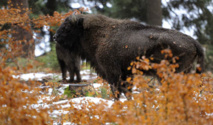 ثيران البيسون الأوروبية تعود إلى الغابات الألمانية بعد قرن من الغياب