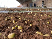 درنات بطاطس صغيرة ... تفتح أبواب العالم أمام مدينة صينية درنات بطاطس صغيرة ... تفتح أبواب العالم أمام مدينة صينية