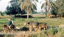 العقارية ... نجع بصعيد مصر فريد من نوعه لا عوانس فيه ولا طلاق