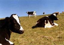 الهندوس فى نيبال  يحيون ذكرى أقاربهم المتوفين فى مهرجان الأبقار