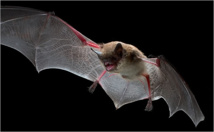 دراسة: الخفافيش تنفصل عن بعضها عند حدوث خلافات حادة بينها