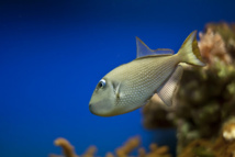 اكتشاف فصيلة من الأسماك يمكنها التزاوج بعد 17 يوما من خروجها للحياة