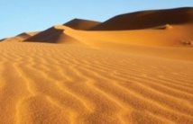 دراسة تحل لغز نبات "لا يموت" يعيش في أقدم صحراء في العالم دراسة تحل لغز نبات "لا يموت" يعيش في أقدم صحراء في العالم