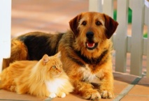 مثول ثلاثة سعوديين أمام القضاء لعدم الإنفاق على حيواناتهم مثول ثلاثة سعوديين أمام القضاء لعدم الإنفاق على حيواناتهم