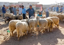 التونسيون يسابقون الوقت للفوز بالخروف الاسباني قبل يوم العيد