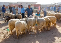 التونسيون يسابقون الوقت للفوز بالخروف الاسباني قبل يوم العيد التونسيون يسابقون الوقت للفوز بالخروف الاسباني قبل يوم العيد