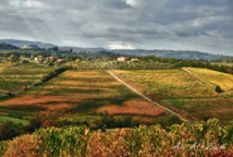 شباب أجانب يتطوعون لإنقاذ الريف الإيطالي حبا باجواء روميو وجولييت شباب أجانب يتطوعون لإنقاذ الريف الإيطالي حبا باجواء روميو وجولييت