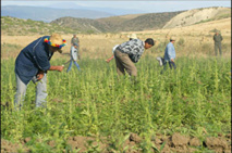 نقاش رسمي في المغرب في اتجاه تقنين زراعة "الحشيش" القنب الهندي نقاش رسمي في المغرب في اتجاه تقنين زراعة "الحشيش" القنب الهندي