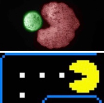 روبوتات ام كائنات حية ...التطوير مستمر روبوتات ام كائنات حية ...التطوير مستمر