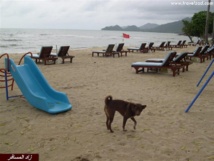 الأمراض والكلاب السائبة تخدش صورة تونس الأمراض والكلاب السائبة تخدش صورة تونس