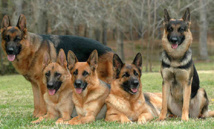 مدينة نابولي الإيطالية تستخدم الحمض النووي للكلاب لتنظيف شوارعها مدينة نابولي الإيطالية تستخدم الحمض النووي للكلاب لتنظيف شوارعها